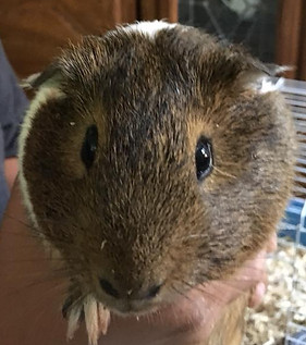 Guinea Pig.jpeg