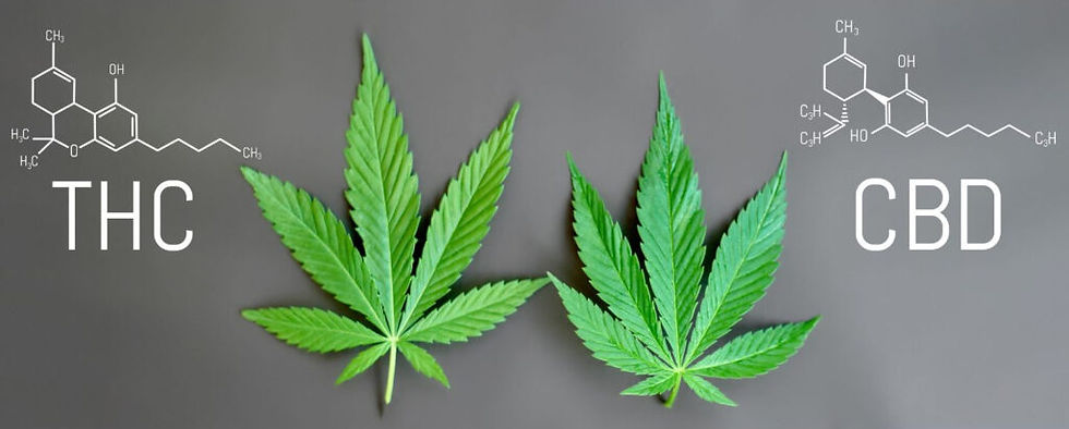imagem ilustrativa Diferença entre canabidiol e THC