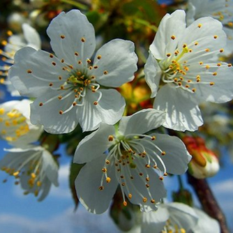Proljetna čarolija u Senju: Večer poezije, slikanja i vina u Gradskoj knjižnici Senj