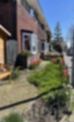 Front garden of a rijtjeshuis with red tulips