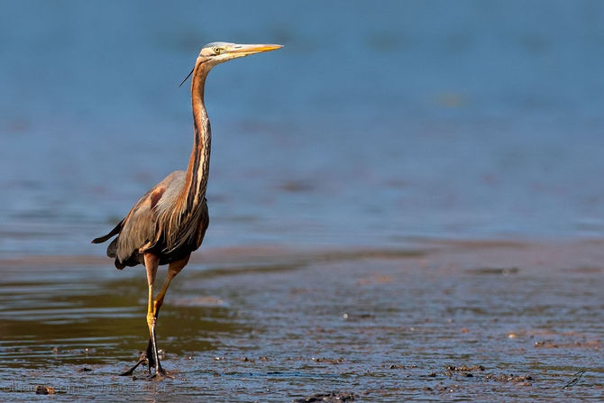 Templo da Garça Vermelha