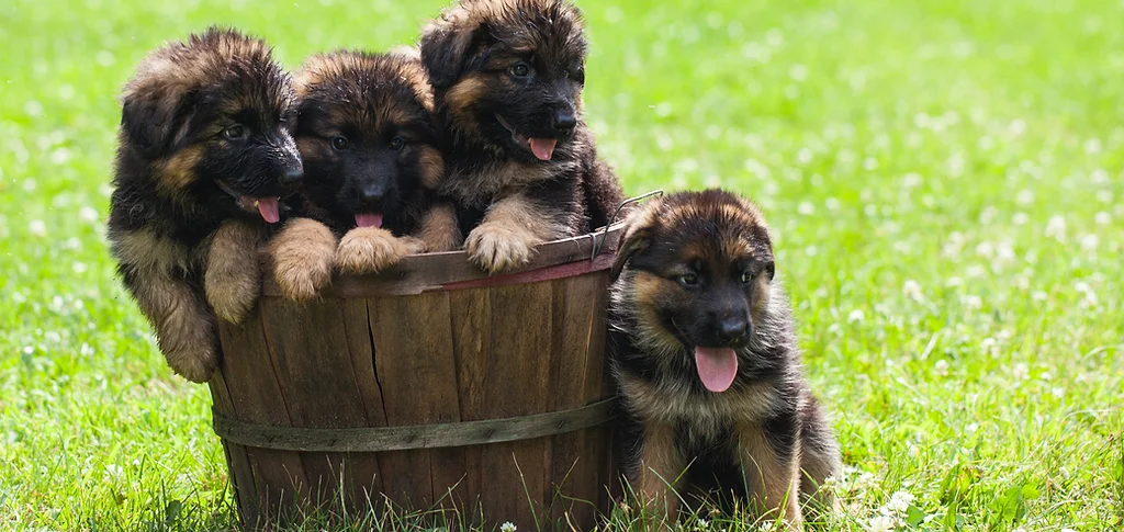 German Shepherd Kenel Wiconsin German Shephed Puppies