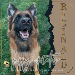 REGINALD / Litter V