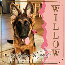 WILLOW / Litter H