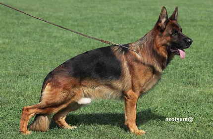 VA1 (BSZS '15, '16,-ITA '15) Ballack von