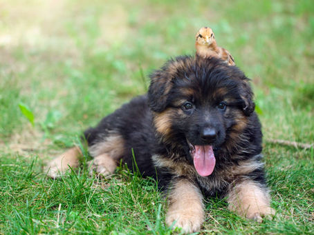 A Holistic Approach to Flea & Tick Prevention for Dogs