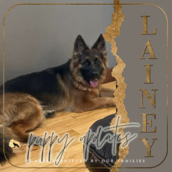 LAINEY / Litter Y