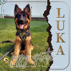luka 1