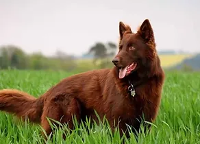german shepherd colors red & black puppy