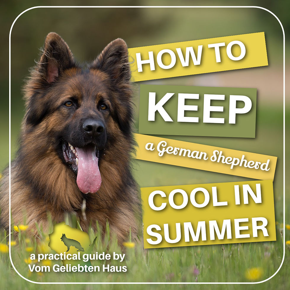 How to Keep Your German Shepherd Cool During the Summer