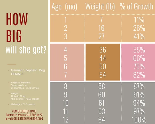 Size Of A Gsd Vomgeliebtenhaus