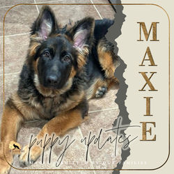 MAXIE / Litter F