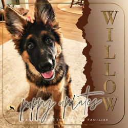 WILLOW / Litter H