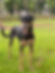 Perro