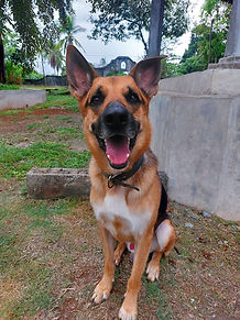 Perro