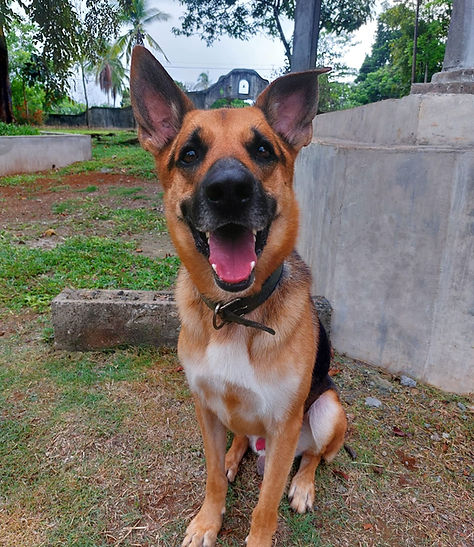 Perro