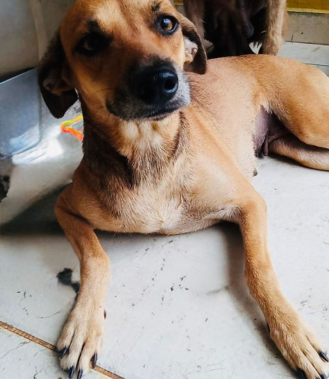 Perro