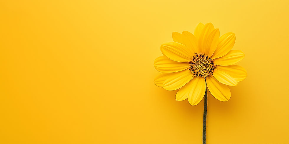 Yellow background with yellow Daisy LuxaDaisy.jpeg