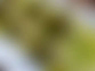 Entradita de Jocoque, Zataar, Limón y Serrano