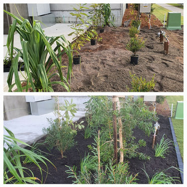 Commercial landscape planting