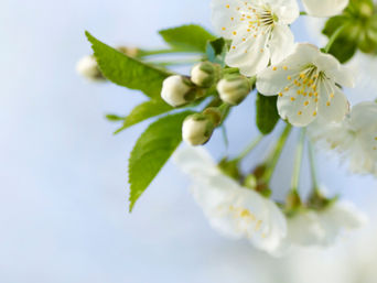 Huile essentielle Litsea cubeba / EFAI