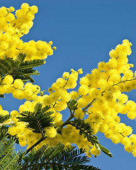 ecole-aroma – Formation Aromathérapie Paris
