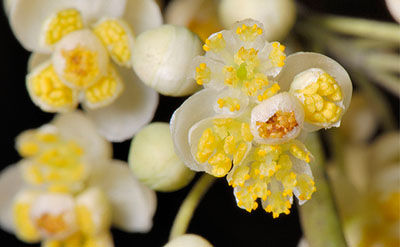 Litsée (litsea cubeba) / Aromathérapie EFAI