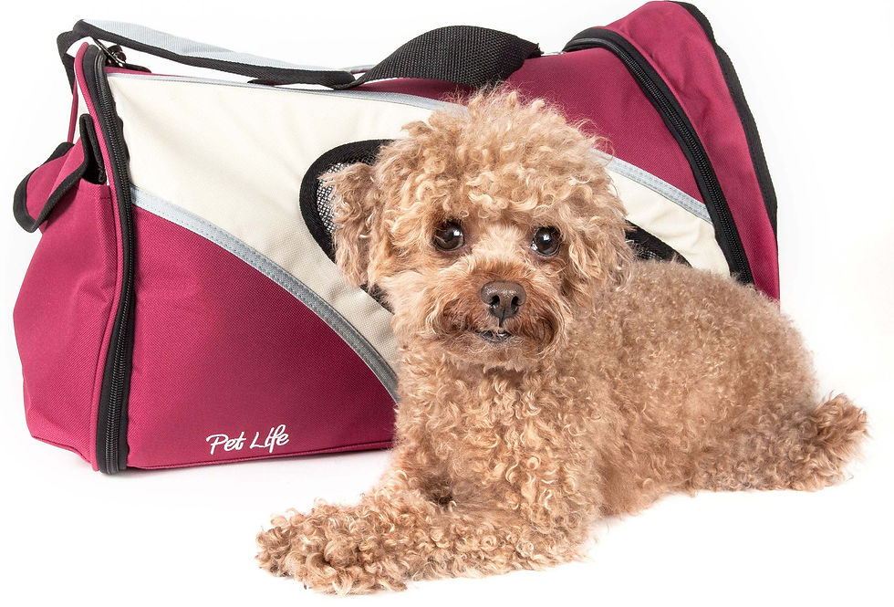 Thumbnail: Airline Approved Phenom-Air Collapsible Pet Carrier