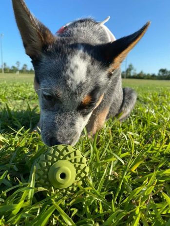 Thumbnail: NATURAL RUBBER ACORN TOY