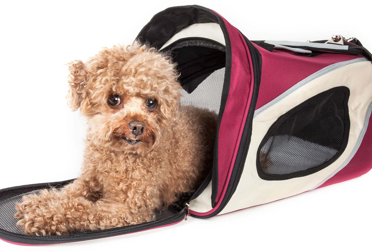Airline Approved Phenom-Air Collapsible Pet Carrier