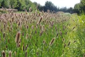 Bulletin allergo-pollinique