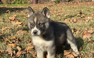 Agouti husky puppy