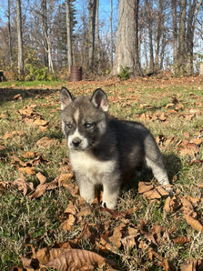 Agouti husky puppy