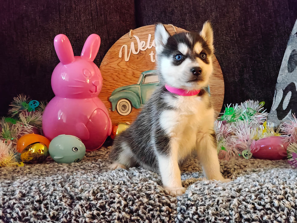 IMG20250327174022_01