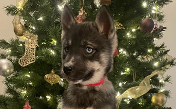 Agouti husky puppy