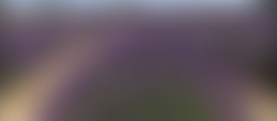 Champs de lavande en Drôme provençale