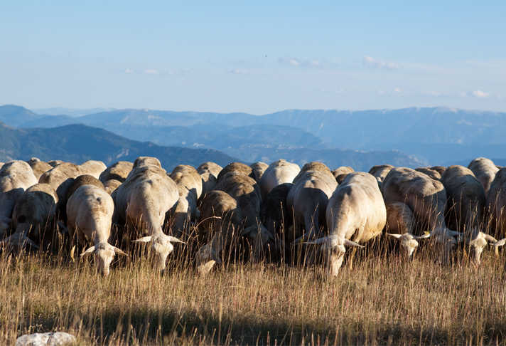 Troupeau de moutons qui broutent