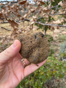 Tuber mélanoprum de belle taille