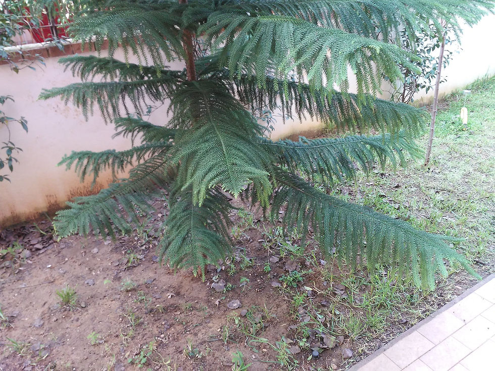 ree