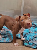 Mayhem, Nevada SPCA.jpg