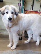 Molly,  Good Shepherd Humane Society.jpg