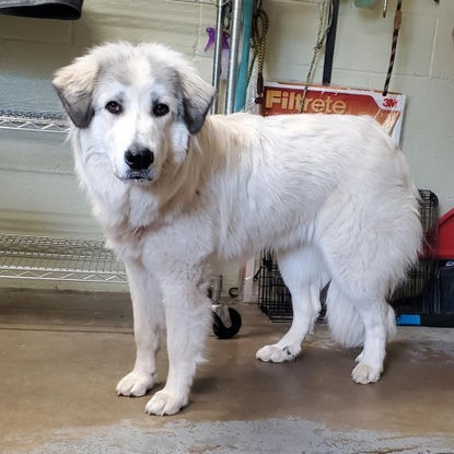 Molly, Good Shepherd Humane Society.jpg