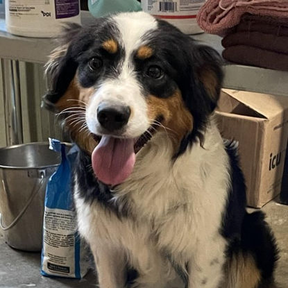 Sally, Good Shepherd Humane Society.jpg