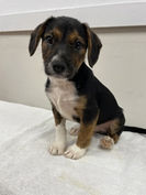 Monty, Special Pals.jpg