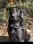 Squirt,  Good Shepherd Humane Society.jpg