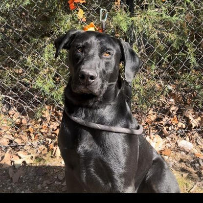 Squirt,  Good Shepherd Humane Society.jpg