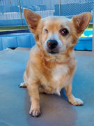Chica, Nevada SPCA.jpg