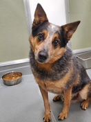 Rebel, Nevada SPCA.jpg