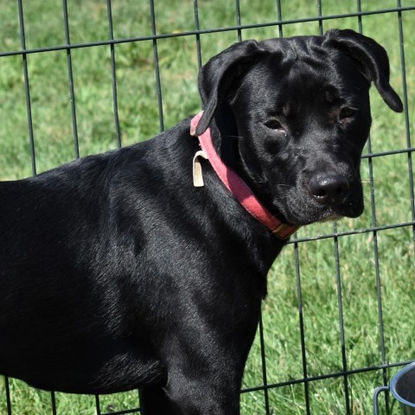 Persephone, Antietam Humane Society.jpg