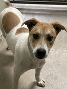 Teddy,  Good Shepherd Humane Society.jpg